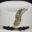 Pin Pluma Dorada S 02